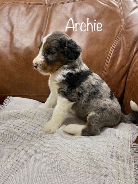 Archie - Mini Bernedoodle Puppy