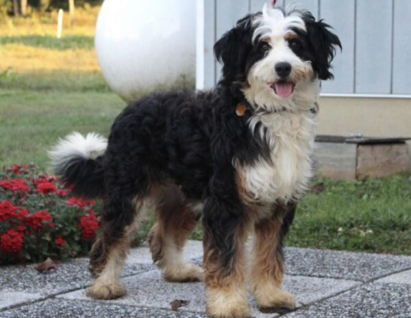 Prince - Bernedoodle Sire