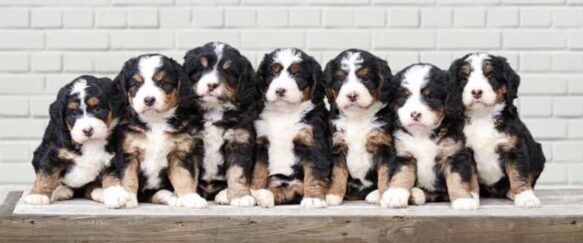 Country Ridge Bernedoodle puppies