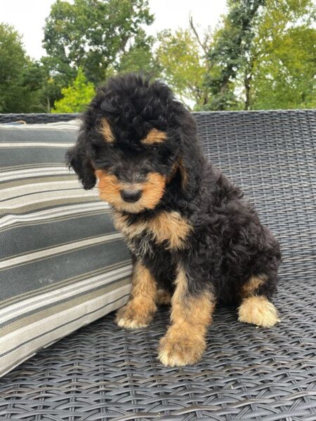 Abby - F1 Bernedoodle Puppy