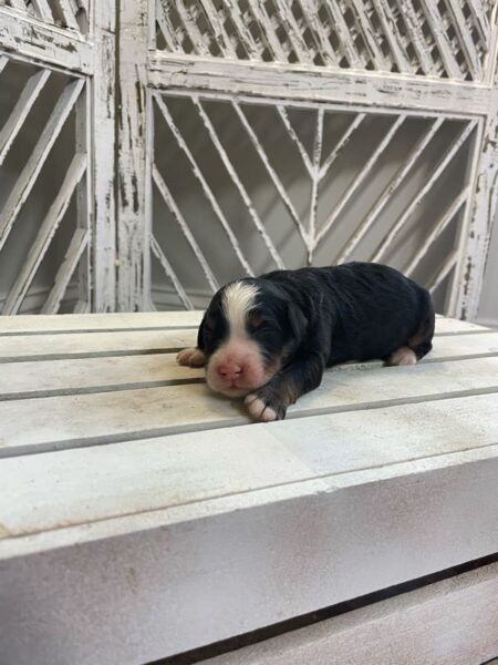 Owen - Mini Bernedoodle Puppy