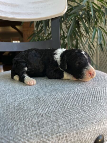 Kayla - Mini Bernedoodle Puppy
