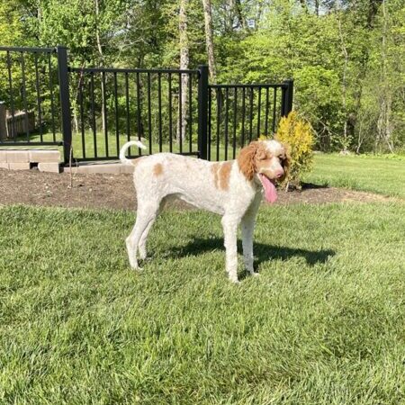 Archie - Standard Poodle