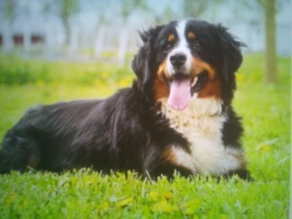 Cassie - Bernese Mountain Dog