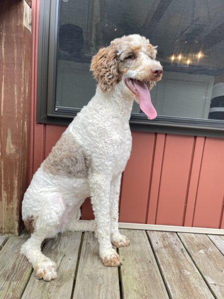 Prada - Poodle Dam