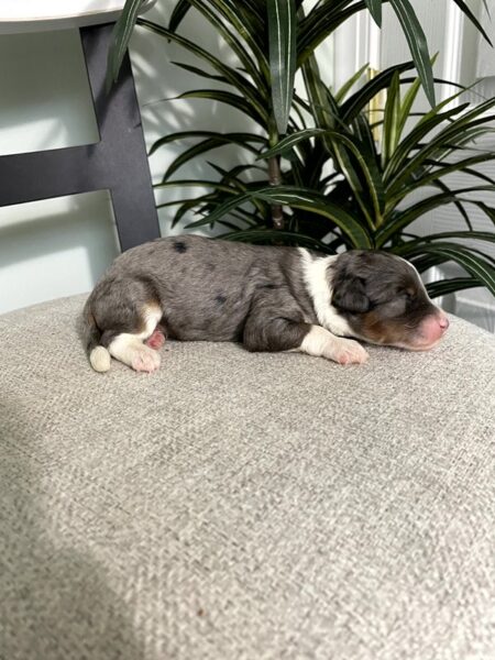 Jax - F1b Mini Bernedoodle