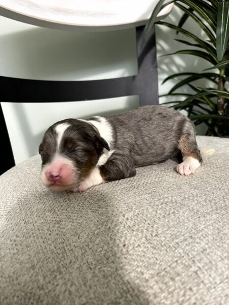 Jax - F1b Mini Bernedoodle