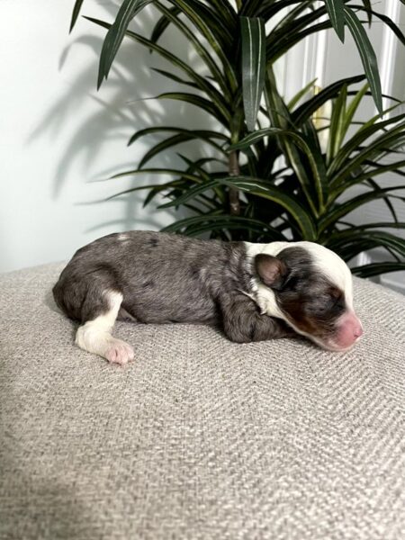 Kirby - F1b Mini Bernedoodle