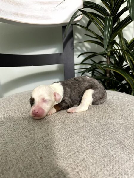 Kirby - F1b Mini Bernedoodle