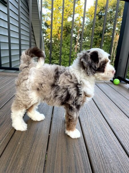 Leo - Bernedoodle Puppy