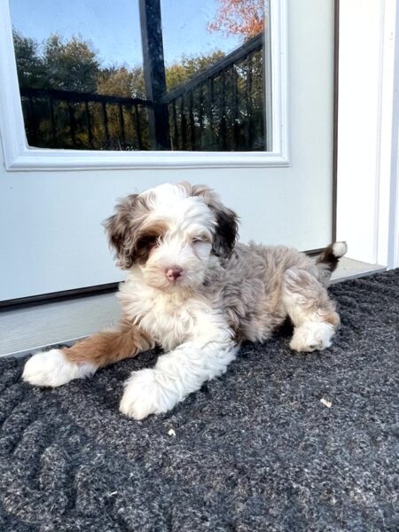 Leo - Bernedoodle Puppy