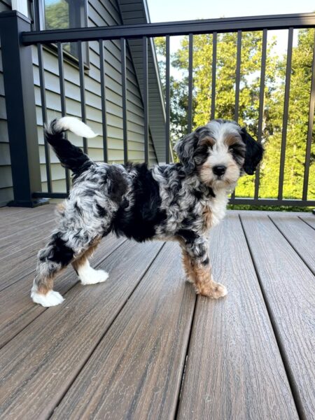Lila - Bernedoodle Puppy