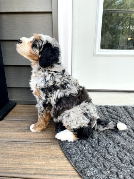 Lila - Bernedoodle Puppy