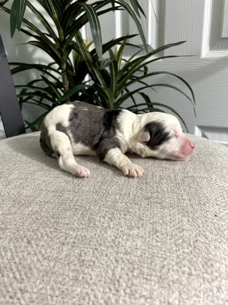 Max - F1b Mini Bernedoodle