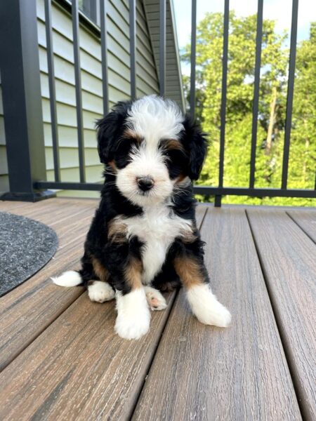 Rivers - Bernedoodle Puppy