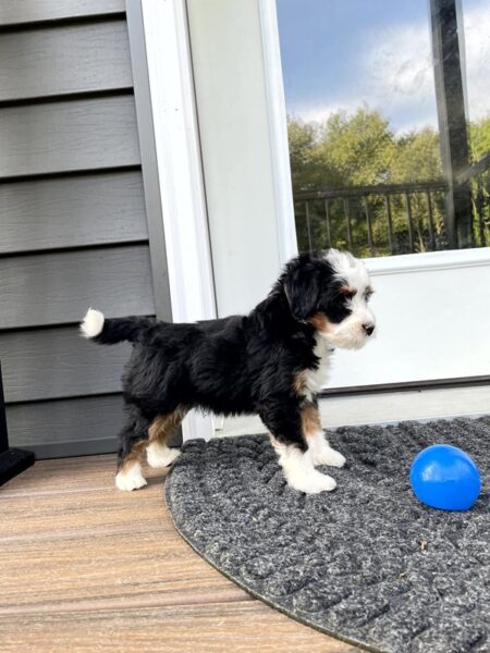 Rivers - Bernedoodle Puppy