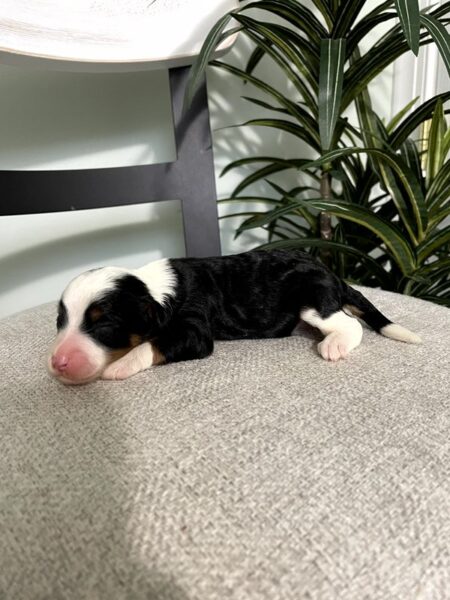 Rusty - F1b Mini Bernedoodle