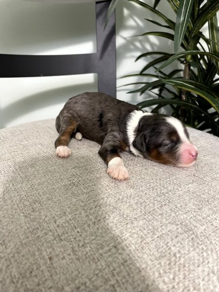 Walter - F1b Mini Bernedoodle