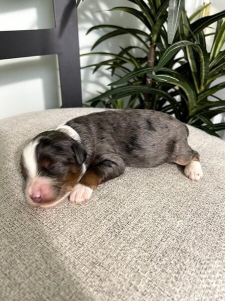 Walter - F1b Mini Bernedoodle