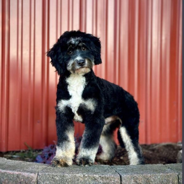 Nash - Sire