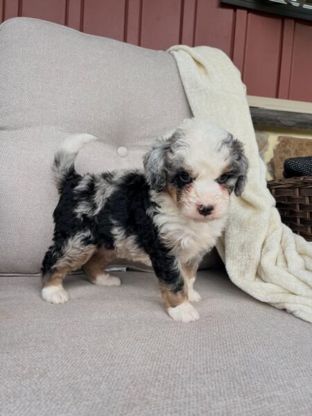 Benny - f1 Bernedoodle Puppy