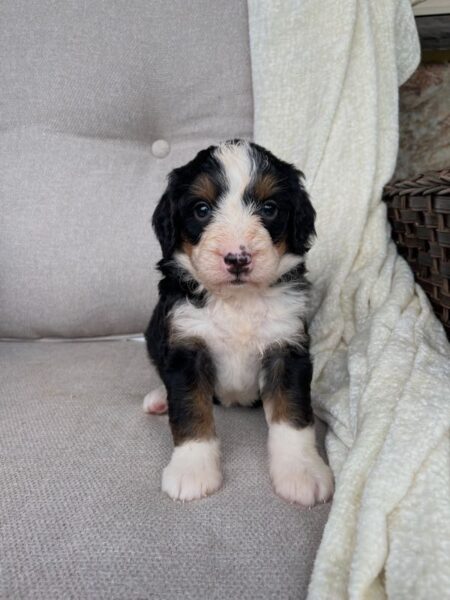 Jack - f1 Bernedoodle Puppy