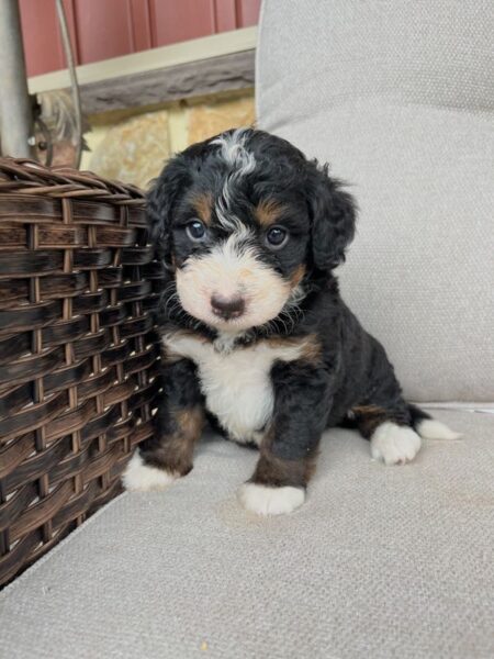 Lola - f1 Bernedoodle Puppy
