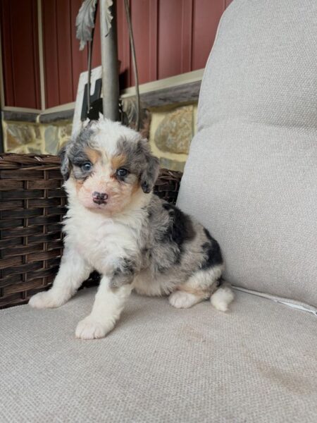 Lori - f1 Bernedoodle Puppy