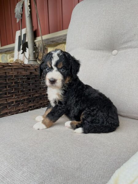 Rocky - f1 Bernedoodle Puppy
