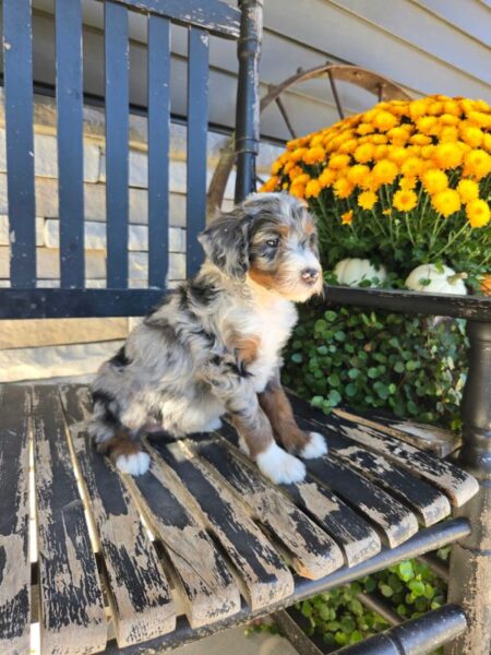 Daisy - MIni Bernedoodle Puppy