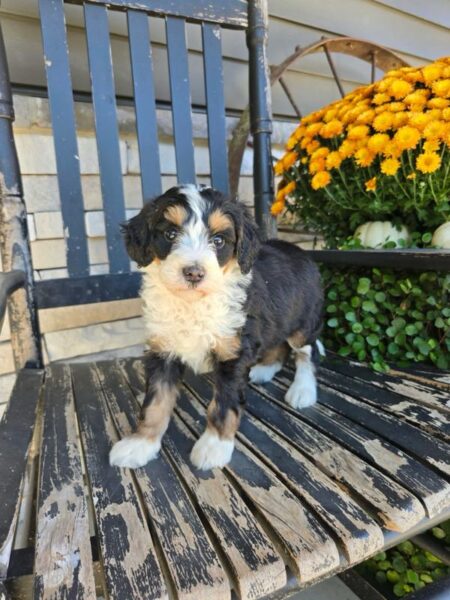 Maggie - MIni Bernedoodle Puppy