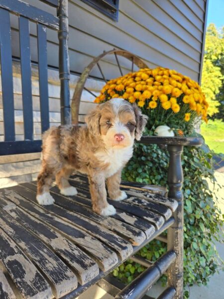 Rocky - MIni Bernedoodle Puppy