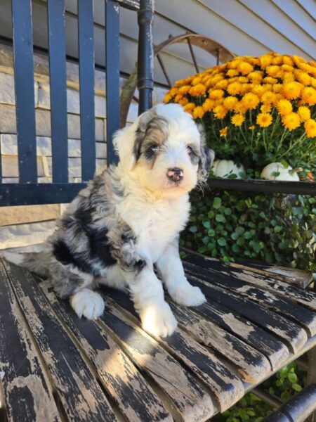 Scout - MIni Bernedoodle Puppy