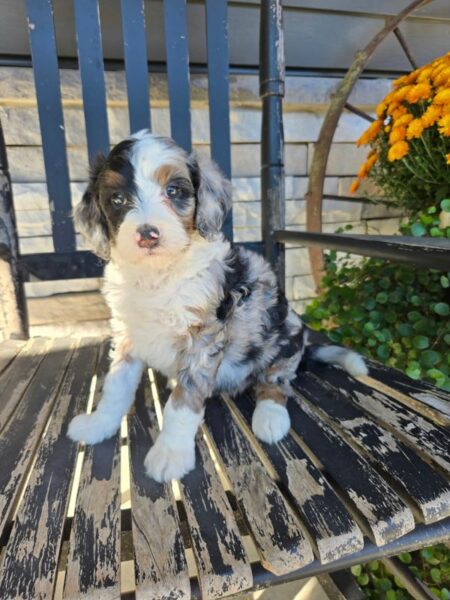Sophia - MIni Bernedoodle Puppy