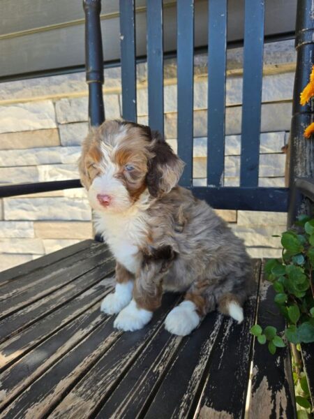 Zoey - MIni Bernedoodle Puppy